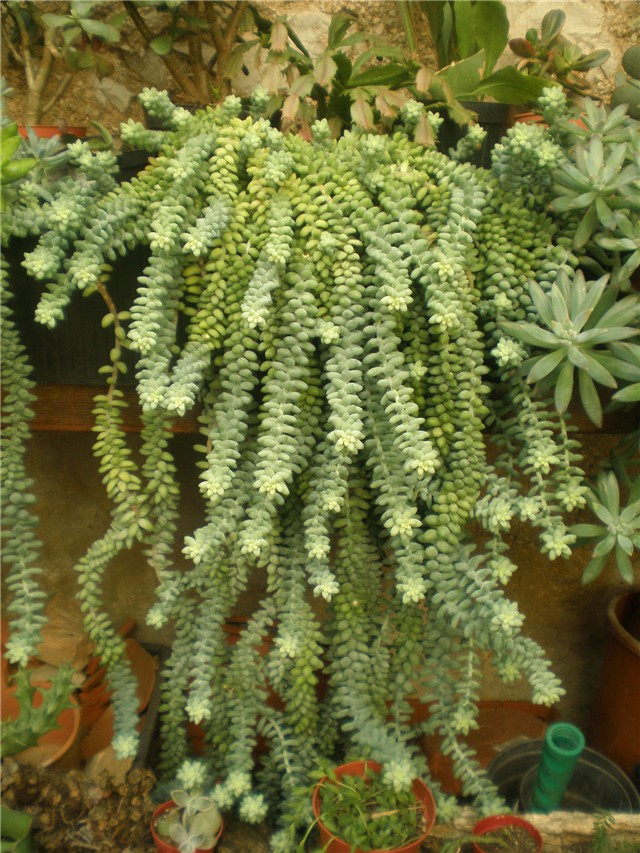 Sedum morganianum